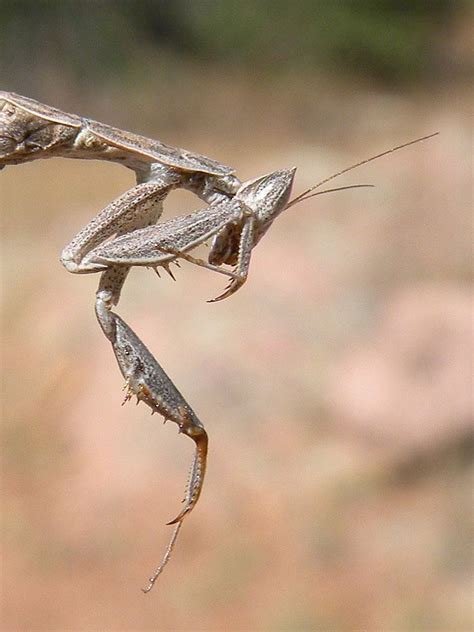 Solitarium 2025 Dow𝚗load Yify